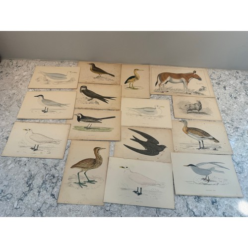 Collection antique - collection, 15