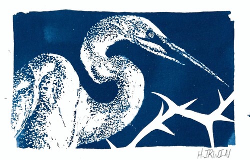 Original animal cyanotype - animal,