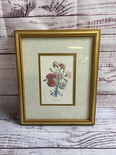 Various carnations flowers - various,